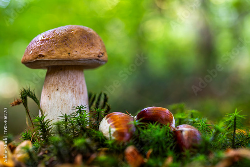 cèpe de Bordeaux, boletus edulis
