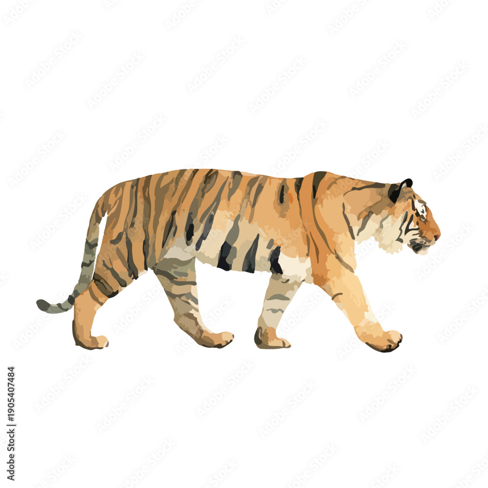 Obraz premium Majestic Tiger Walking Vector Illustration 1.