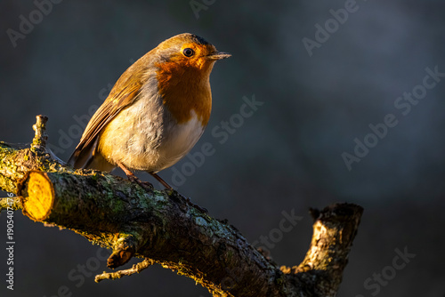 Rouge-gorge familier (Erithacus rubecula, European Robin)
