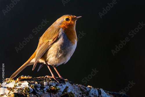 Rouge-gorge familier (Erithacus rubecula, European Robin)