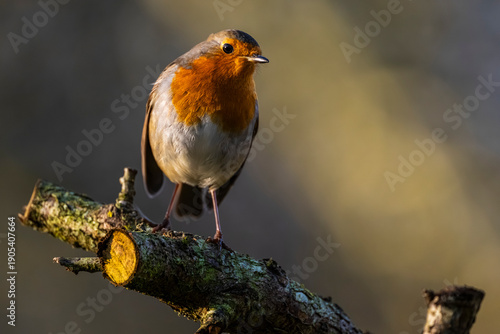 Rouge-gorge familier (Erithacus rubecula, European Robin)