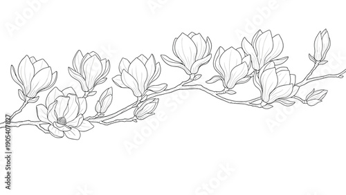 Detailed line drawing of a magnolia branch with several flowers and buds shows the intricate beauty of the blossoms in a simple black and white.