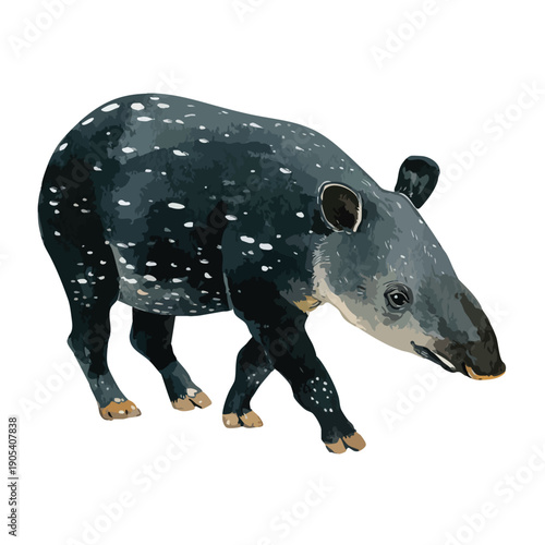 Malayan Tapir Vector Illustration Exotic Wildlife Animal Graphic 1.