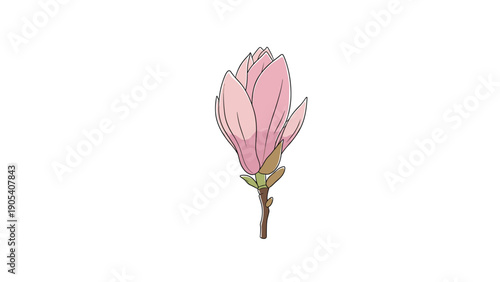 Single pink magnolia bud is depicted on a small branch with soft colors and delicate shading to represent the promise of a beautiful new bloom.