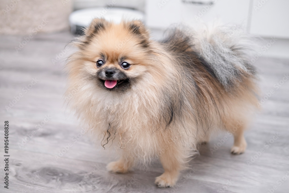 Fototapeta premium A cute Pomeranian dog stands on the floor at home