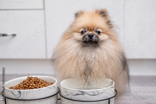 Wallpaper Mural A cute Pomeranian dog sits near a bowl of food Torontodigital.ca