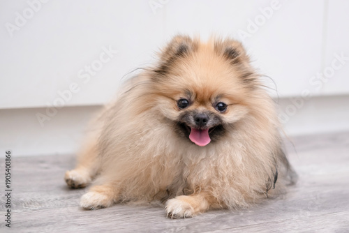 Wallpaper Mural A cute Pomeranian dog is lying on the floor at home Torontodigital.ca