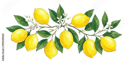 Branch with fresh lemons leaves and white flowers
