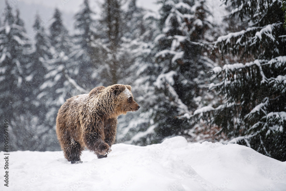 Obraz premium Grizzly bear walking through snow-covered forest in winter season