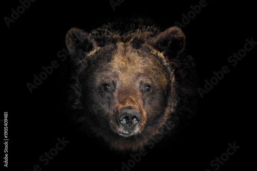 Bear head close-up captures details of nature in a dark setting