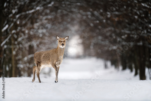 Deer stands in snow while trees surround the path in winter season
