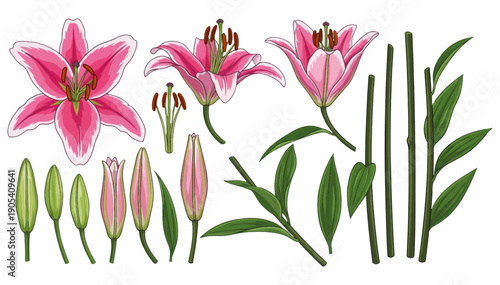 Pink lily flower botanical parts and green leaves