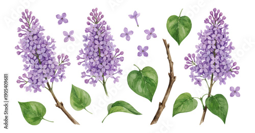 Purple lilac blossoms and green heart shape leaf