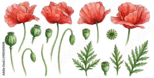 Red poppy flowers and seed pods watercolor