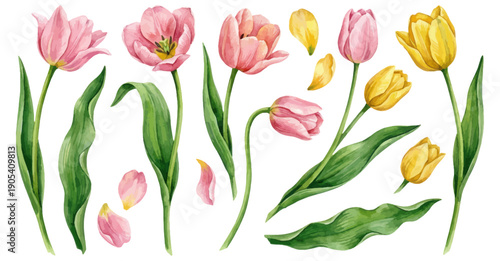 Spring tulip flowers and petals watercolor collection