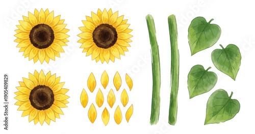 Sunflower elements for design on transparent background