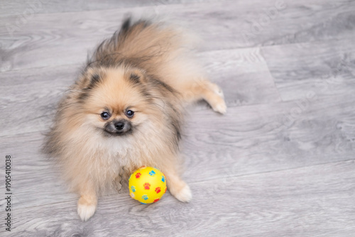 Wallpaper Mural A cute Pomeranian dog is lying on the floor with a ball at home Torontodigital.ca