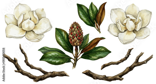 Watercolor magnolia flowers, leaves, and branches set