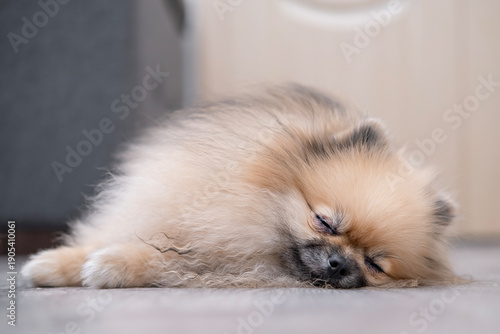 Wallpaper Mural A cute Pomeranian dog is lying on the floor at home Torontodigital.ca