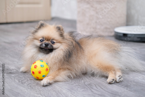 Wallpaper Mural A cute Pomeranian dog is lying on the floor with a ball at home Torontodigital.ca