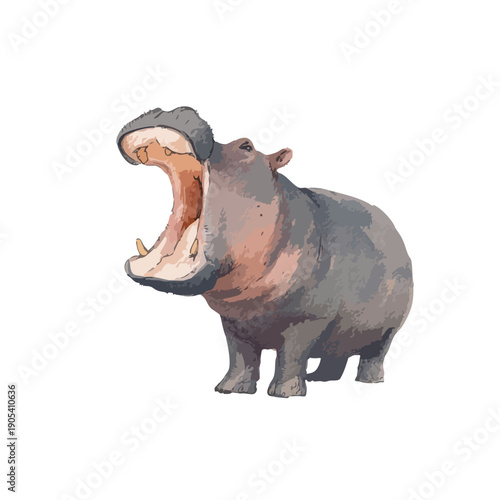 Powerful Hippopotamus Yawning with Wide Open Mouth Vector.