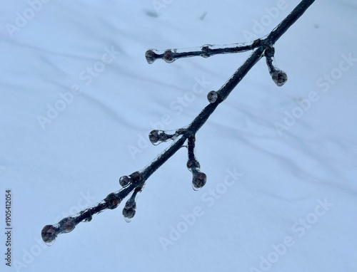 Canvas Print Close-up photo of the branch of a bush with black berries covered in ice after r