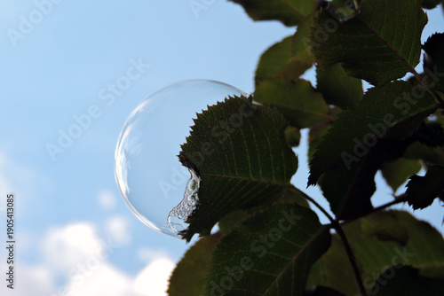 Wallpaper Mural Soap bubble on a rose leaf, blue sky in the background Torontodigital.ca