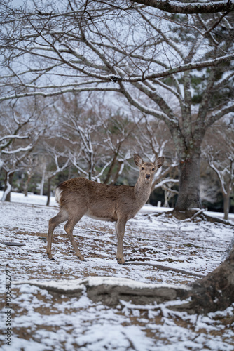 奈良公園の雪景色と佇む鹿 冬の幻想的な風景