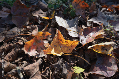 Freshly fallen autumn leaves lie scattered across the forest floor, their warm colors contrasting with dry brown foliage and soft natural light.