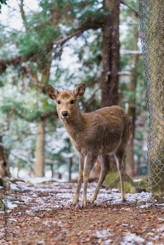 奈良公園の雪景色と佇む鹿 冬の幻想的な風景