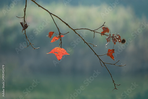 A few bright autumn leaves cling to thin branches against a softly blurred green landscape, emphasizing isolation and the gentle passing of the season.