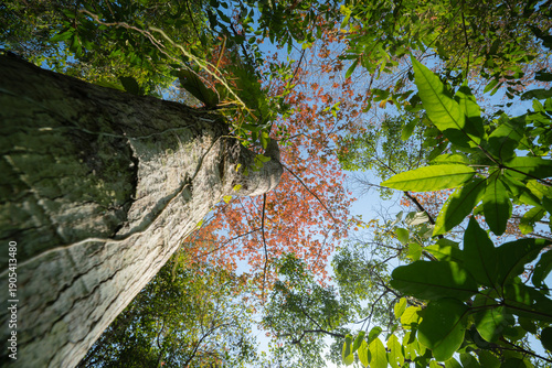 A dramatic upward view of a tree trunk leading to a crown of orange autumn leaves, surrounded by lush green foliage and soft daylight.