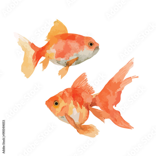 Vibrant Goldfish Pair Watercolor Illustration.