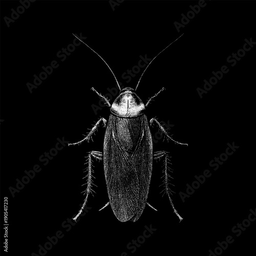 Detailed hand-drawn vector illustration of an American cockroach in a realistic vintage engraving style. Black and white insect artwork with fine linework, isolated on black background.
