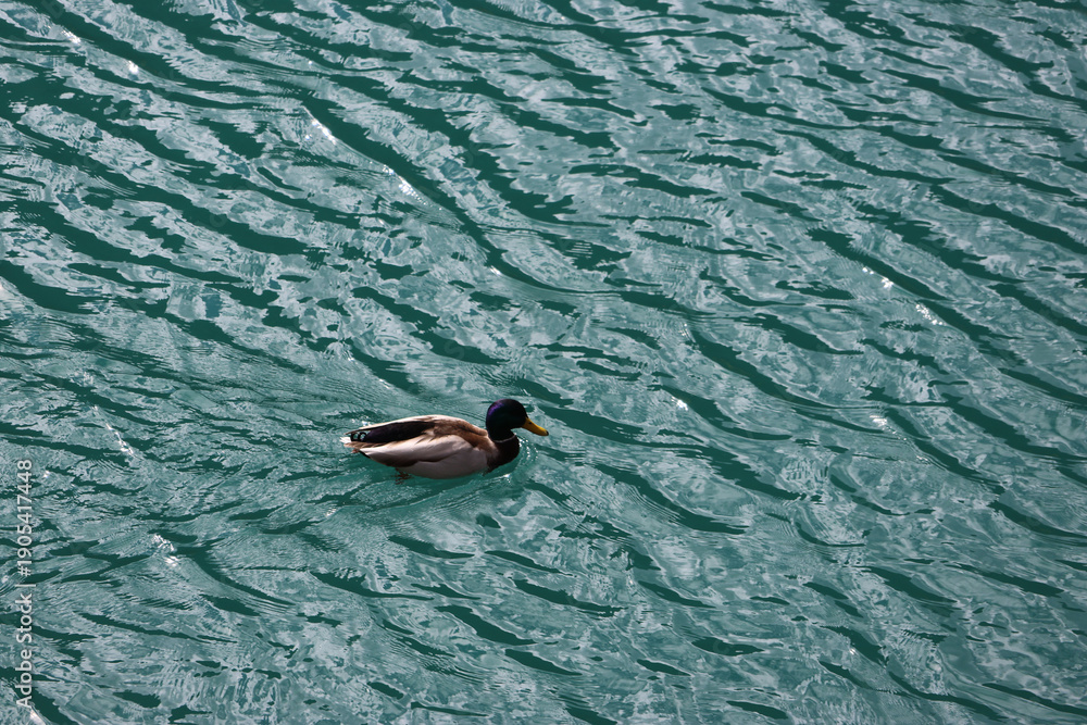 Fototapeta premium Turquoise lake rippling under the sunlight with a mallard (male) swimming at Arrow Bamboo Lake (Jiànzhú Hǎi) in autumn, Jiuzhai Valley National Park, China
