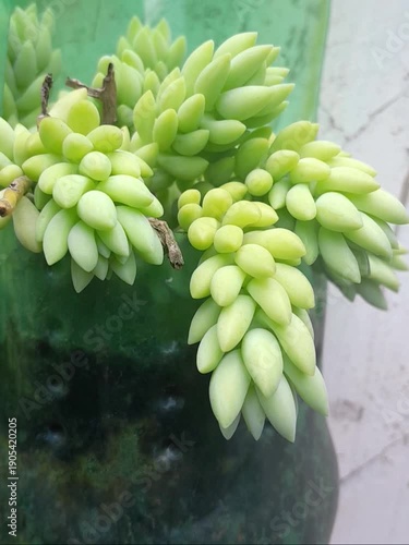 Burro's Tail atau Donkey's Tail. Sedum morganianum is a popular trailing plant for home décor