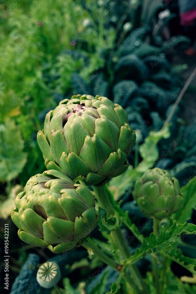 Fototapeta premium Artichokes Growing in Garden