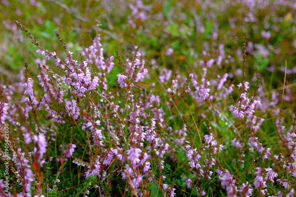 Obraz premium Close-up of Heather Flowers in Bloom