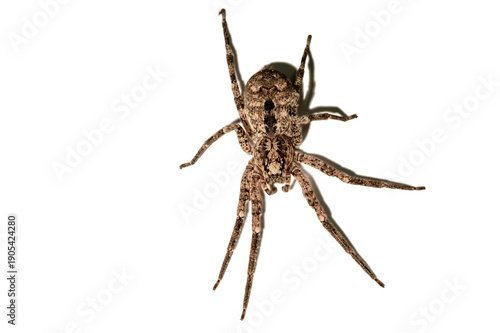 false wolf spider - Zoropsis spinimana. biting humans and causing symptoms similar to a bee- or wasp sting. spider isolated on transparent background