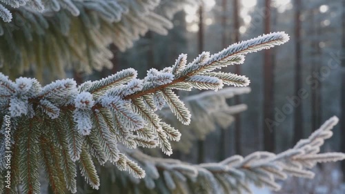 Frosty pine branch in a snowy forest with trees in the background, winter scene