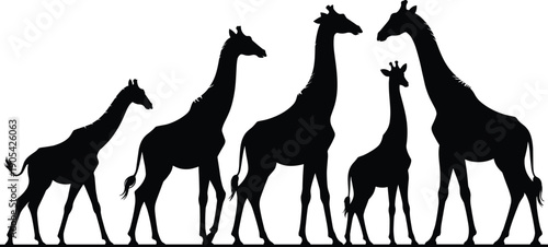 Giraffe family silhouette lineup, African wildlife animals standing together isolated on white background, safari nature black flat vector illustration
