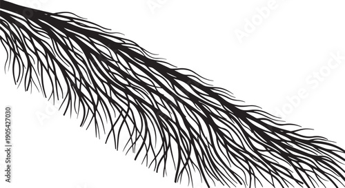 Detailed illustration of a black feather on white background