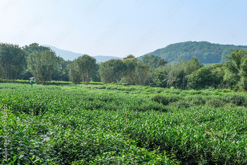 Obraz premium 杭州の西湖の畔に広がる龍井茶の茶畑
