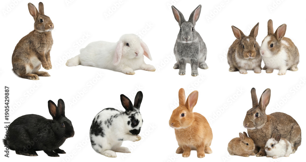 Fototapeta premium set of a rabbit in different poses, standing, lying and sitting isolated on a transparent background