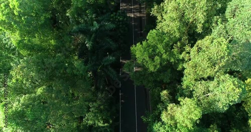 Aerial Road Through Dense Green Forest Canopy
