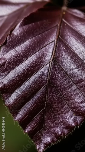 Close up of a deep purple beech tree leaf with visible veins and texture.