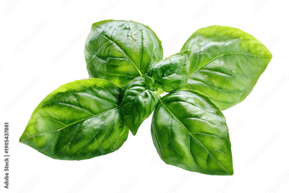 Fototapeta premium Fresh green basil leaves isolated on transparent background. Fresh basil leaves healthy herb detail isolated on white background.
