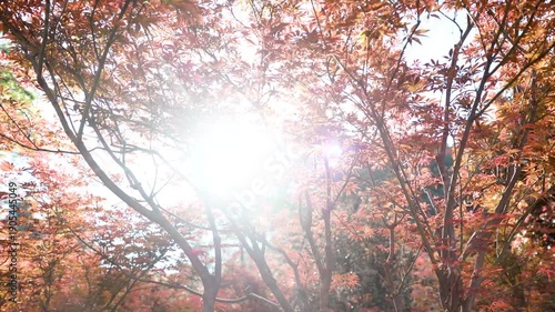 Golden Sunlight Through Autumn Maple Forest Canopy