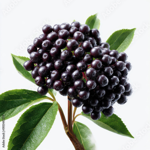 Vibrant ripe black elderberries growing on a branch with lush green leaves.