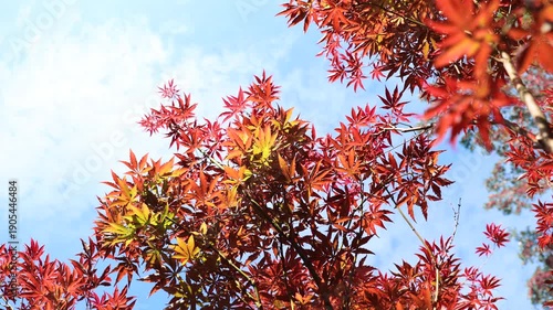 Autumn Maple Leaves with Sunlight and Blue Sky